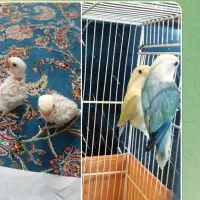 کاردرمنزل استخدام خانم آقا تولید طوطی کوتوله|پرنده|مشهد, فاطمیه|دیوار