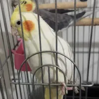 عروس هلندی لوتینو