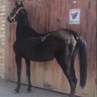 اسب مادیان مشکی مخصوص مشکی بازا|اسب و تجهیزات اسب‌سواری|تهران, آرارات|دیوار