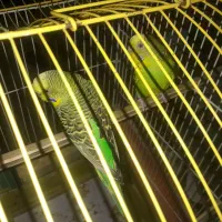 یک جفت مرغ عشق سبز بالغ|پرنده|دره شهر, |دیوار