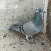 کبوتر قره پلاکی دوخط|پرنده|برازجان, |دیوار