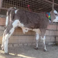 1 راس گوساله سیمینتال نر کلفت کشیده جنس|حیوانات مزرعه|گنبد کاووس, |دیوار