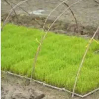 نشا تخم جو ( هاشمی)  درجه یک