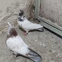 نر کله ای اصیل و جوجه  ب شرط|پرنده|آسارا, |دیوار