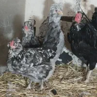 مرغ خروس گلین لری چهل تاج اصیل