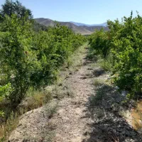 باغ در طارم .  آستاکل بر جاده اصلی