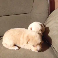 پامر اشپیتز|سگ|مشگین شهر, |دیوار