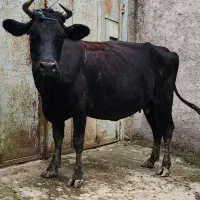 گاو دورگ ۱۵ روز مانده به زایمان|حیوانات مزرعه|رشت, پسیخان|دیوار
