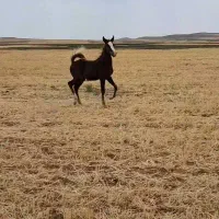 کره نریان از خط خونی بن طوطی