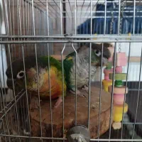 یک جفت گرینچیک نروماده به همراه قفس