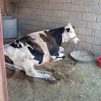 معامله گاوسربریده شکسته کِسِل