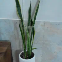 گل طبیعی زیبا|گل و گیاه طبیعی|سبزوار, باهنر|دیوار