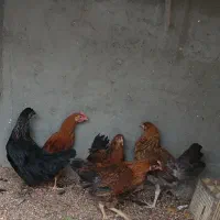 مرغ و خروس