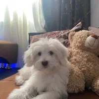 شیتزو تریر ۳ماهه