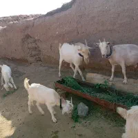 نربز سانن درجه|حیوانات مزرعه|بردسکن, |دیوار
