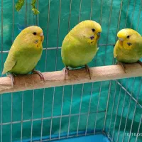 مرغ عشق رنگینکمانی سه تا|پرنده|سنقر, |دیوار