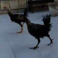 نیمچه مرغ و خروس