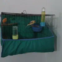 پرنده قناری