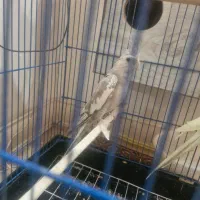 عروس هلندی|پرنده|قم, باجک یک|دیوار