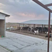 گاوداری یک هکتاری با مجوز چاه و سند تک برگ|فروش دفتر صنعتی، کشاورزی، تجاری|نظرآباد, نجم آباد|دیوار