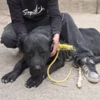 سگ الابای درشت