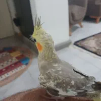 طوطی عروس هلندی