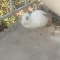 فروش خرگوش ماده