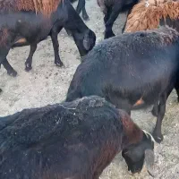 میش و بره قزل افشار