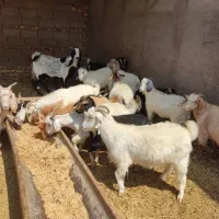 برهمحلی|حیوانات مزرعه|سیرجان, |دیوار