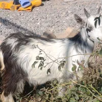 یک راس بزغاله شیرمست