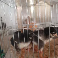 ۶عدد چوری گلین لری عشایری