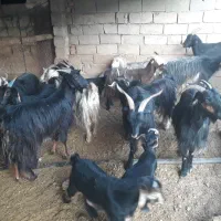 بز ترکی کهره دار