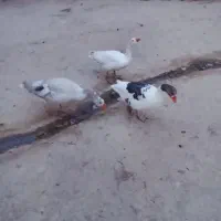 غاز