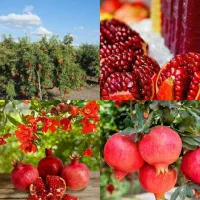 انجیر الوچه گردو گریپ‌فروت ازگیل آلبالو گیلاس