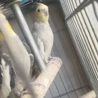 عروس هلندی|پرنده|صباشهر, |دیوار