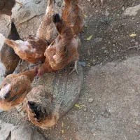 مرغ محلی|پرنده|سرپل ذهاب, |دیوار