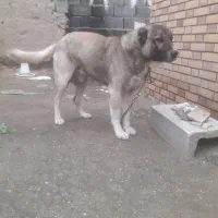 سگ سرابی|سگ|خوی, |دیوار
