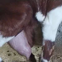 بز وبزغاله نر|حیوانات مزرعه|کارزان, |دیوار