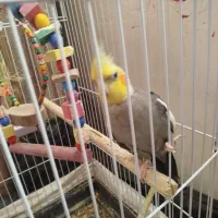 عروس هلندی نر