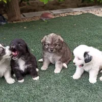 توله های نژاد اشپیتز