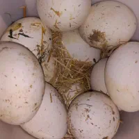 11عددتخم غاز