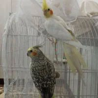 دو عدد عروس هلندی دستی|پرنده|دره شهر, |دیوار