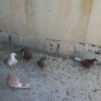 کبوتر|پرنده|شیراز, مسلم|دیوار