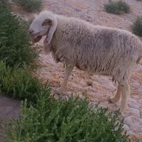 گوسفند