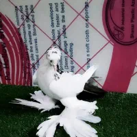 کبوتر فیلی قروخ
