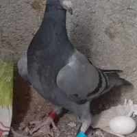 ۹کفتر فروشی