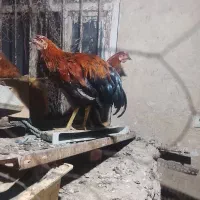 6عدد مرغ و خروس