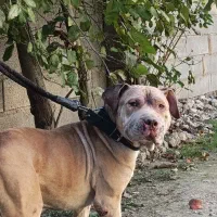 پیتبول نژاد معاوضه