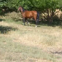 مادیان با کره یک ساله