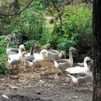 غازبزرگ،اردک اسراییلی نیمچه